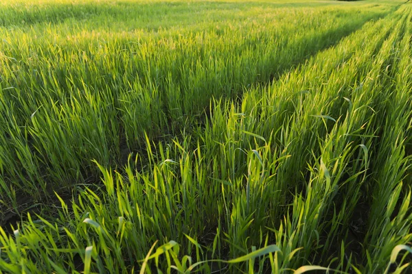 Rows in the green wheat field on sunset — Stock Photo, Image