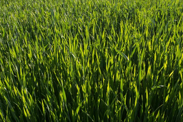 Green wheat field on sunset — Stock Photo, Image