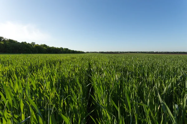 Campo de trigo verde — Fotografia de Stock