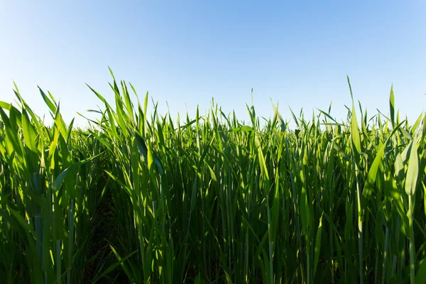 Green wheat field — Stock Photo, Image