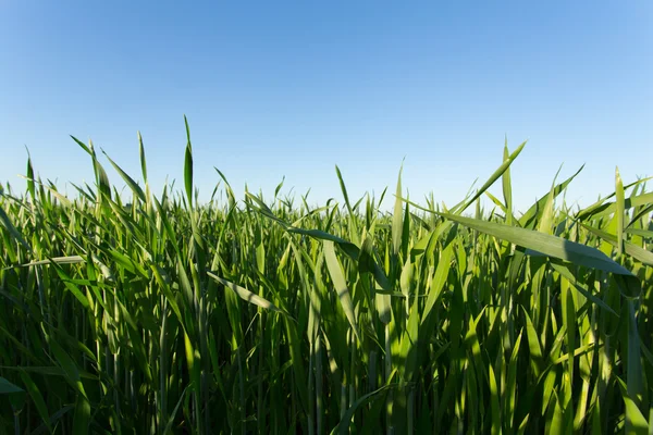 Green wheat field — Stock Photo, Image