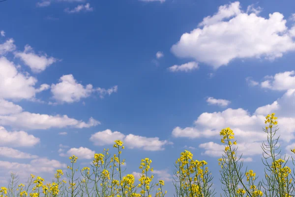 青い曇り空の下の菜の花畑 — ストック写真