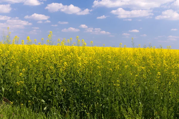 Rape field under blue cloudy sky — Stock Photo, Image