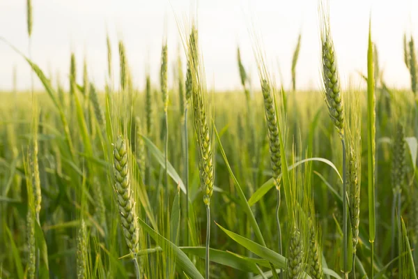 Green wheat close up — Stock Photo, Image