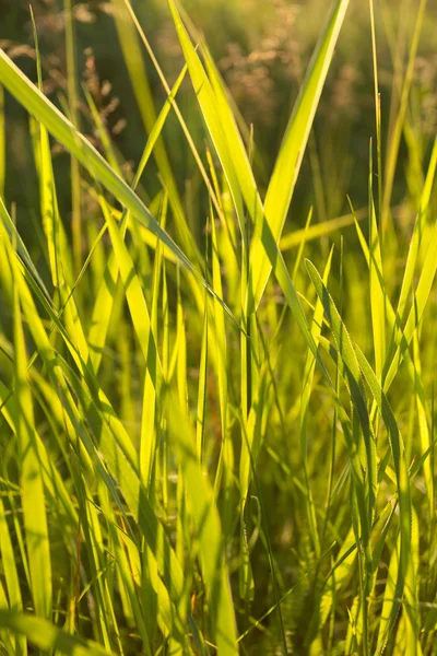 Green grass in backlight — Stock Photo, Image