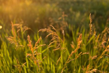Gün batımında altın yabani ot
