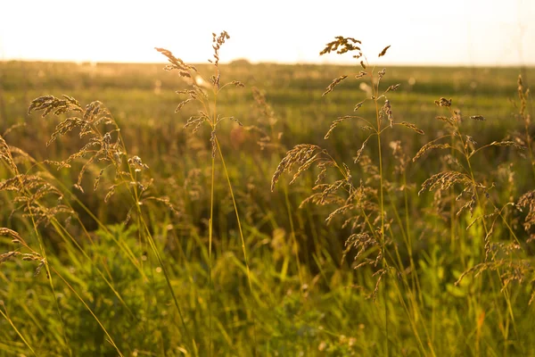 Golden wild grass at sunset — Stock Photo, Image