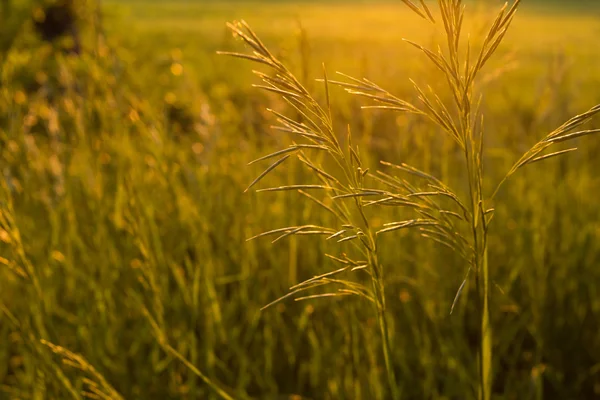 Золотая трава на закате — стоковое фото