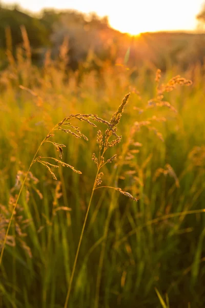 Zlatá divoké trávy při západu slunce — Stock fotografie