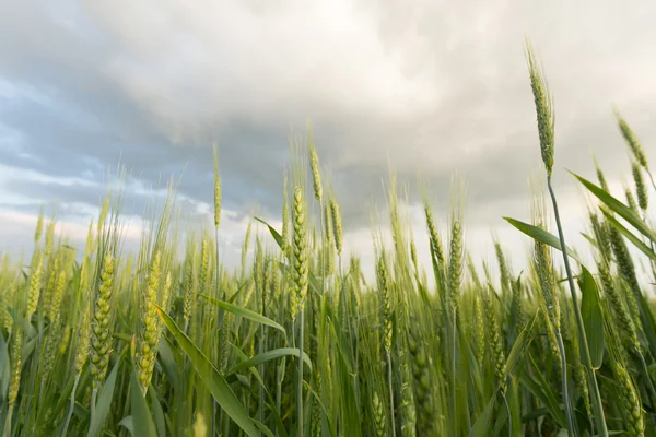 Green wheat under dramatic sky — Stock Photo, Image
