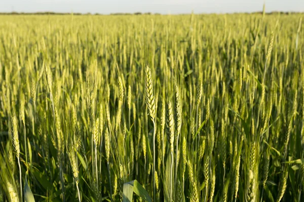 Green wheat on sunset — Stock Photo, Image