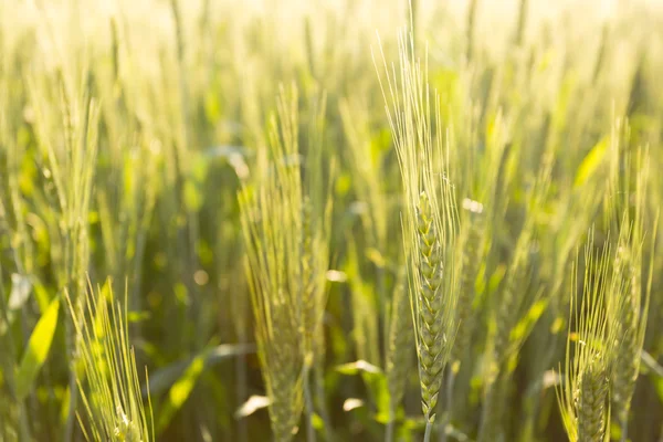 Green wheat in backlight — Stock Photo, Image