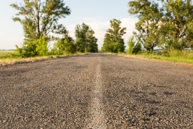 bulanık ağaçların arasında asfalt yol