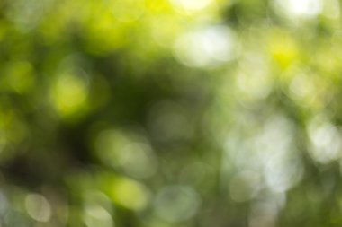 Ağaç üzerinde bulanık yaprakları