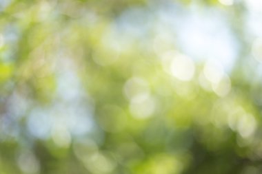 Ağaç üzerinde bulanık yaprakları