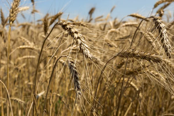 Tarweveld — Stockfoto