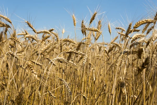 Campo de trigo — Foto de Stock