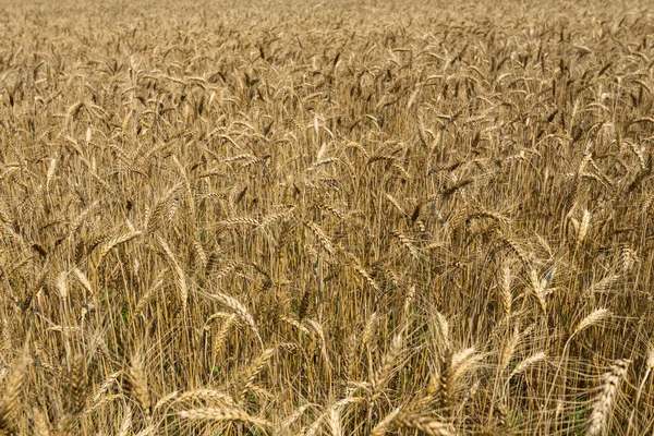 Vetefält — Stockfoto