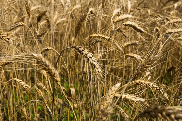 Weat fältet — Stockfoto