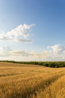 buğday alan ve bulutlar