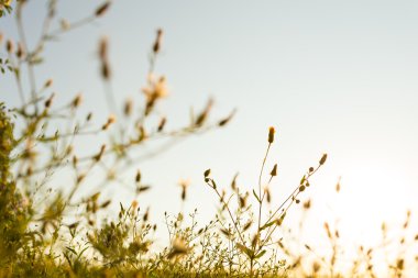 gün batımında kır çiçekleri