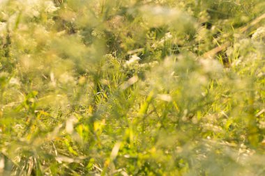 gün batımında kır çiçekleri