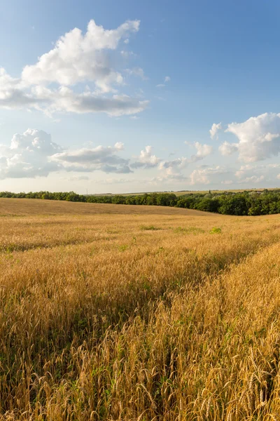 Пшеничне поле і хмари — стокове фото