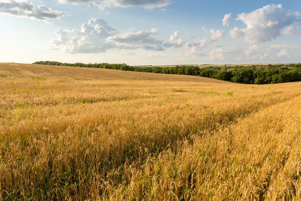 Campo de trigo e nuvens — Fotografia de Stock