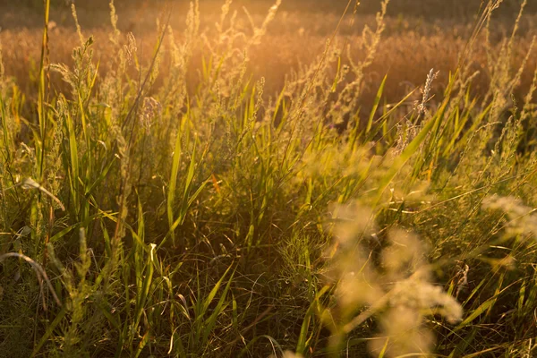 Золотая трава на закате — стоковое фото