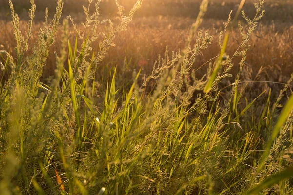 Zlatá divoké trávy při západu slunce — Stock fotografie