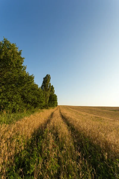 Huellas a través del campo de trigo —  Fotos de Stock