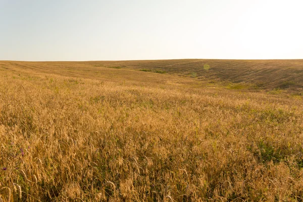 Пшеничное поле в середине лета — стоковое фото