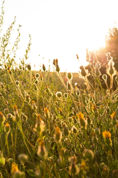 Flores silvestres doradas al atardecer — Foto de Stock