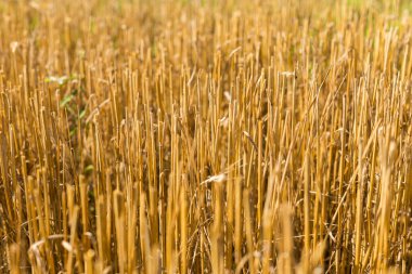 Anız hasat buğday alanı