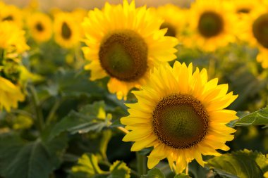 ayçiçekleri alanı yakın çekim olarak