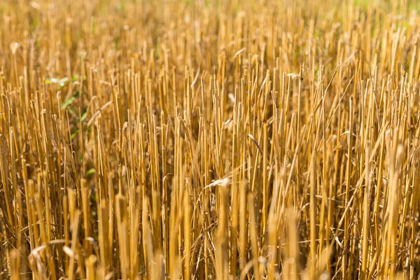 Stubble harvested wheat field — Stock Photo, Image