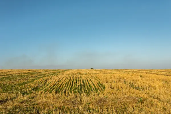 Tarweveld — Stockfoto