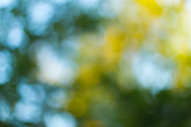 Ağaç üzerinde bulanık yaprakları