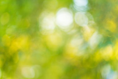 Ağaç üzerinde bulanık yaprakları