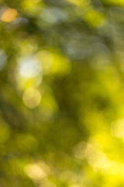 Ağaç üzerinde bulanık yaprakları