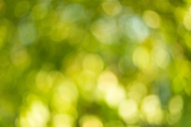 Ağaç üzerinde bulanık yaprakları