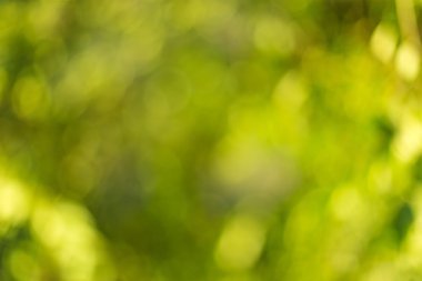 Ağaç üzerinde bulanık yaprakları