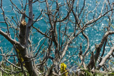 Deniz yoluyla ağaç