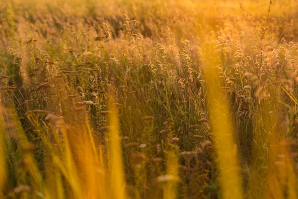 Дикая трава на лугу — стоковое фото