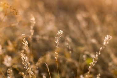 Sunset'teki sonbahar çayır