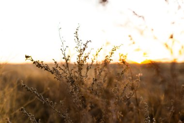 Sunset'teki sonbahar çayır