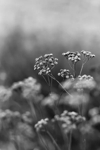 Wilde Herbstblumen — Stockfoto