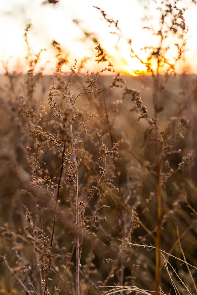 Autumn meadow on sunset — Stock Photo, Image