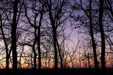 Ormandaki ayaz alacakaranlık