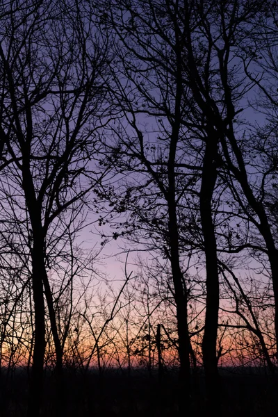 Морозні сутінки в лісі — стокове фото